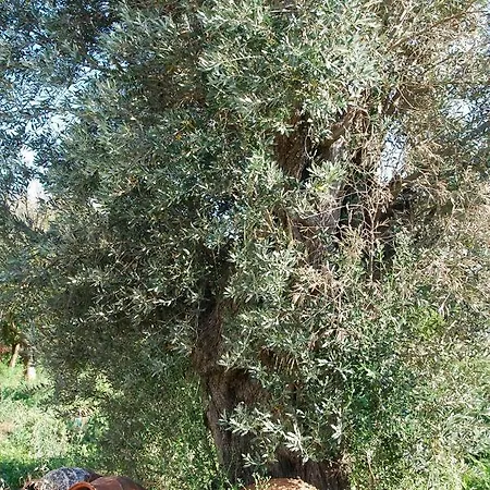 Villa Naxos Vorto